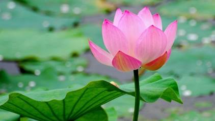 http://cdn.wallwuzz.com/uploads/wallpaper-lotus-pink-paper-house-flowers-desktop-wallwuzz-hd-wallpaper-19223.jpg